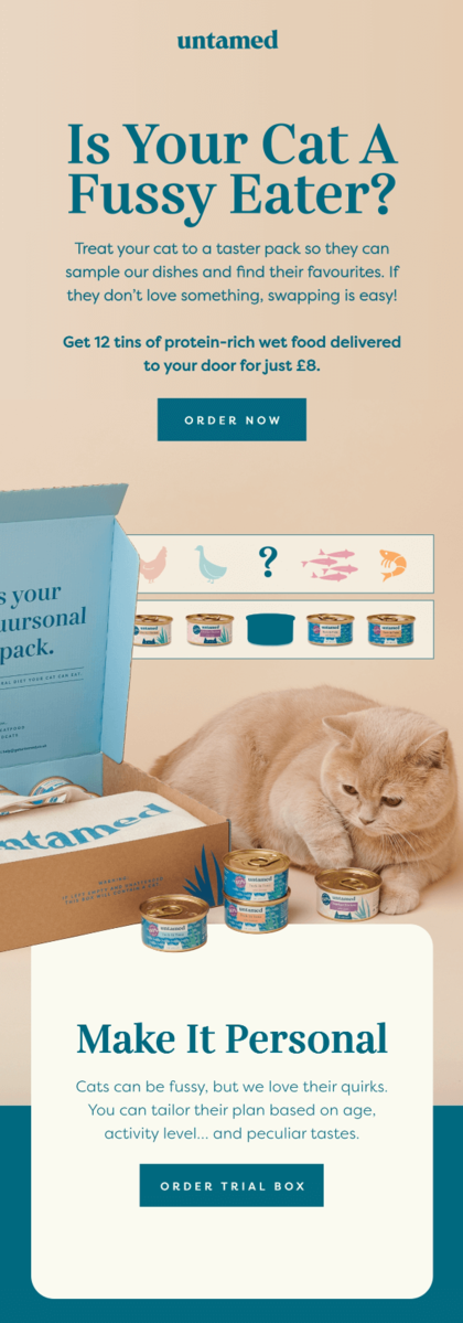 International Cat Day email design.