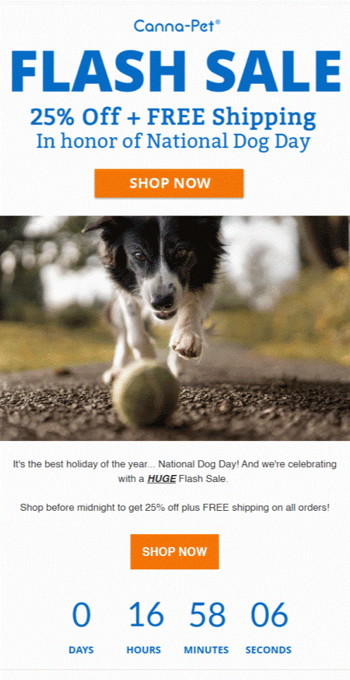Email design for national dog day.