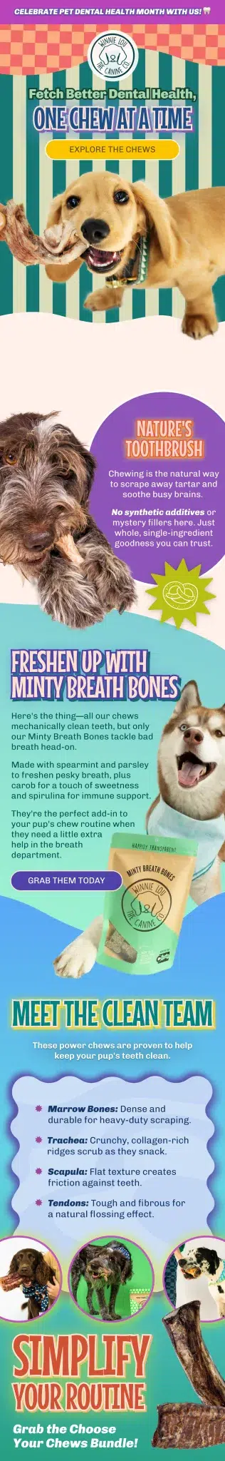 Email design for pet food & care case study.